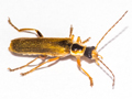 Cantharis decipiens